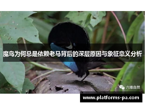 魔鸟为何总是依赖老马背后的深层原因与象征意义分析 魔鸟为何总是依赖老马背后的深层原因与象征意义分析